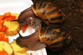 Achatina achatina Ghana F1, odchov V�ry Babincov�